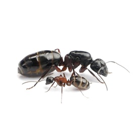 Kolonia Camponotus herculeanus 3/5 robotnic 