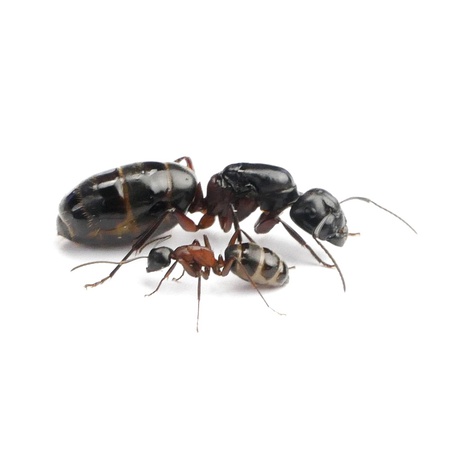 Kolonia Camponotus herculeanus 3/5 robotnic  (1)