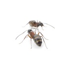 Kolonia Camponotus herculeanus 3/5 robotnic  (3)