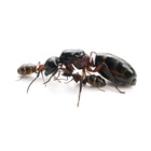 Kolonia Camponotus herculeanus 3/5 robotnic  (4)
