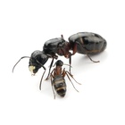 Kolonia Camponotus herculeanus 3/5 robotnic  (6)