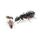 Kolonia Camponotus herculeanus 3/5 robotnic  (7)