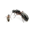 Kolonia Camponotus herculeanus 3/5 robotnic  (8)