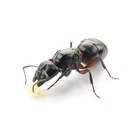 Kolonia Camponotus herculeanus 3/5 robotnic  (11)
