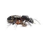 Kolonia Camponotus herculeanus 3/5 robotnic  (12)