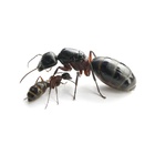 Kolonia Camponotus herculeanus 3/5 robotnic  (2)